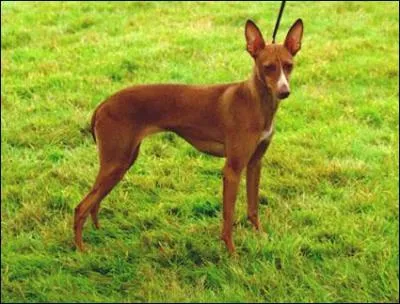 De quelle race s'agit-il ?