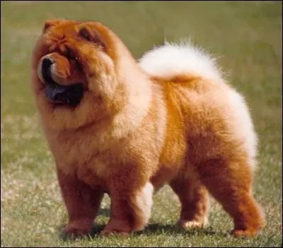 De quelle race s'agit-il ?