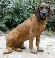 De quelle race s'agit-il ?