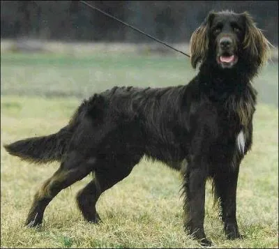 De quelle race s'agit-il ?