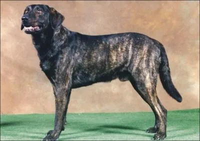 De quelle race s'agit-il ?