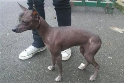 De quelle race s'agit-il ?