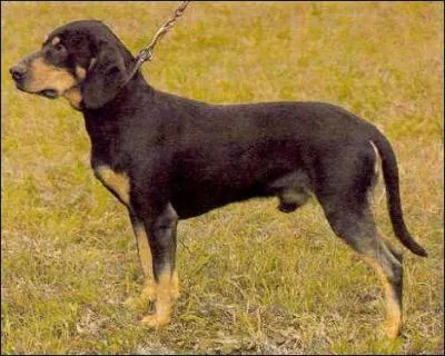 De quelle race s'agit-il ?