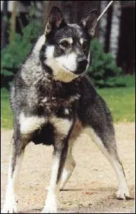 De quelle race s'agit-il ?