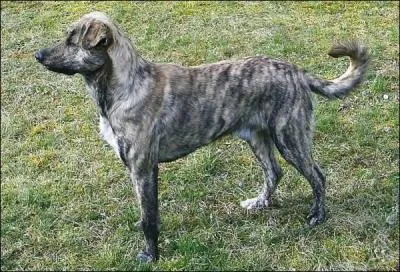 De quelle race s'agit-il ?