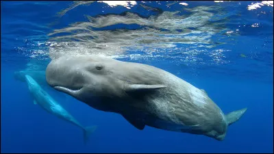 Nous apercevons ici un cachalot.