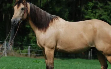 Quiz Galop 1