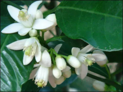 ''Con + tri'' - Le nouveau mot désigne...