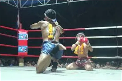 Trouvez le nom d'une race de chat !