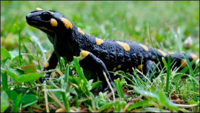 Je me nourris du bon feu, j'éteins le mauvais. La réponse est tout simplement royale !