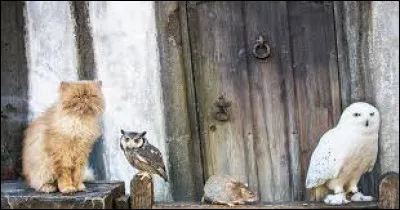 Quels animaux pr&eacute;f&egrave;res-tu ?