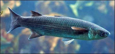 Était sur le sentier avant d'être sur la piste, c'est le...