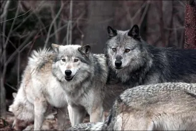 Quel est leur vitesse maximum ?