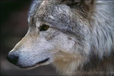 Quels sont ses sens les plus dvelopps ?