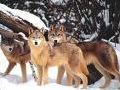 Quiz Loups