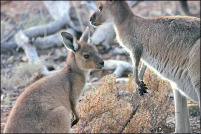 Un kangourou se dit...