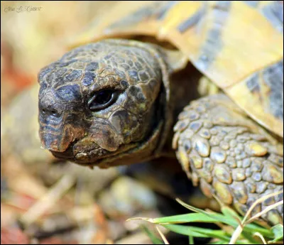 Une tortue en espagnol, donne...