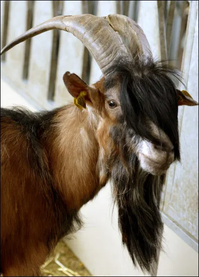 Maintenant, je vous demande de me donner la traduction du mot "bouc" !