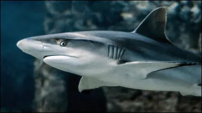 Pourriez-vous me traduire "un requin", s'il-vous-plaît ?