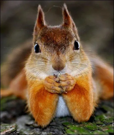 Comment se dit "un écureuil" en espagnol ?