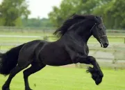 Quiz Les chevaux