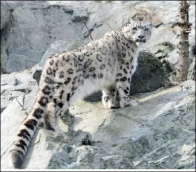 Quel est le nom de ce f&eacute;lin qui vit dans les montagnes d'Asie centrale et qui monte jusqu'&agrave; 5 500 m&egrave;tres ?