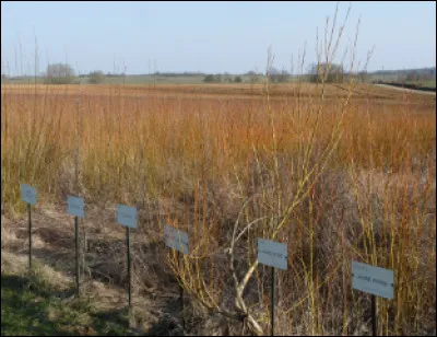 Quel est le nom de la culture de l'osier ?