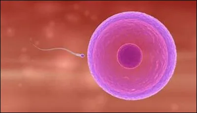 Quel est le nom de la cellule sexuelle produite par les femelles des animaux ?
