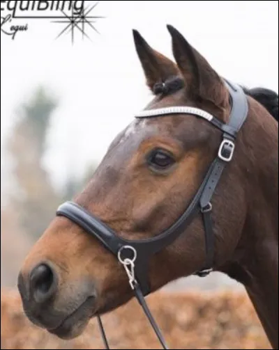 Sur la photo que porte le cheval ?