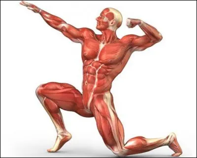 Quels éléments relient les muscles aux os ?