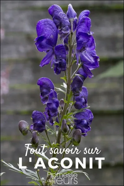 Dans quelle potion trouve-t-on de l'aconit ?