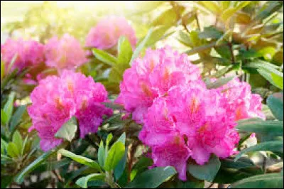 Le rhododendron est caduc.