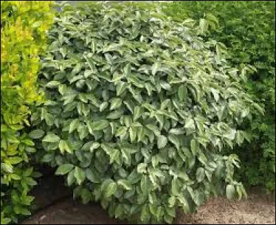 L'eleagnus est une plante de haies.