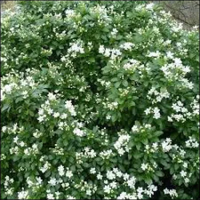 L'oranger du Mexique est persistant.