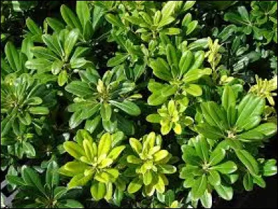 Le pittosporum fait des petites fleurs blanches.