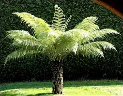 Les fougères arborescentes ne demandent que très peu d'eau.