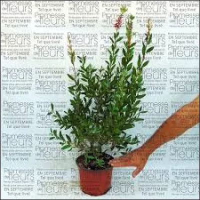 Le rince-bouteille fait des fleurs à la forme particulière, de couleur rouge.