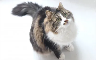 Qui te correspond le mieux ?