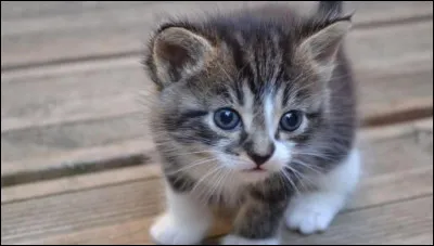 Quel est son nom de chaton ?