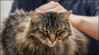 Voudrais-tu un compagnon/une compagne ?