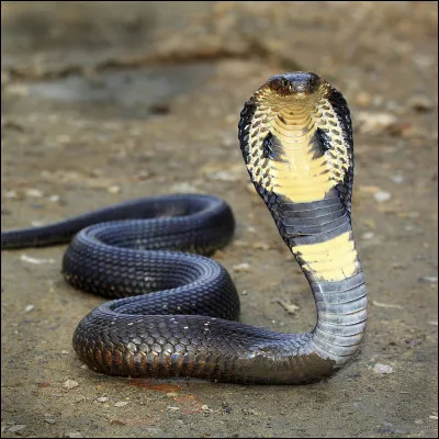 Quel est ton animal préféré ?