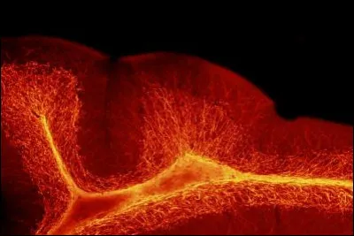 Physiologie - L'aldostérone est une hormone permettant :