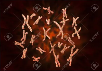 Qu'est-ce qu'un caryotype ?