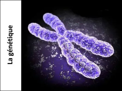 Le taux de mutation pour un gène donné est de l'ordre