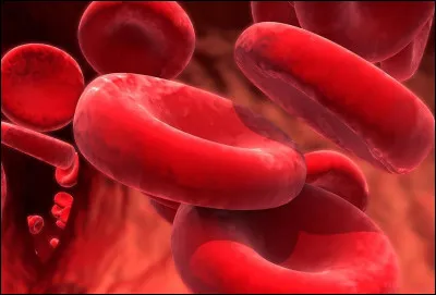 Dans quelle catégorie peut-on classer le sang ?