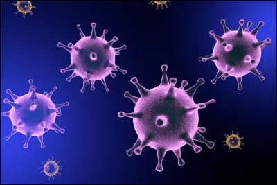 Un virus et une cellule eucaryote :