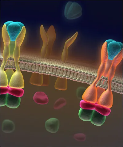 Où a lieu le mécanisme cité à la question précédente ?