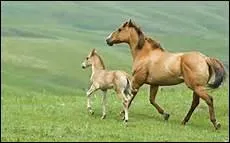 Comment s'appelle la jument de Ken McLaughin ?