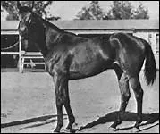 Quel cheval de courses tait le hros du peuple amricain ?