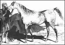 Comment s'appelait la jument de Mahomet ?